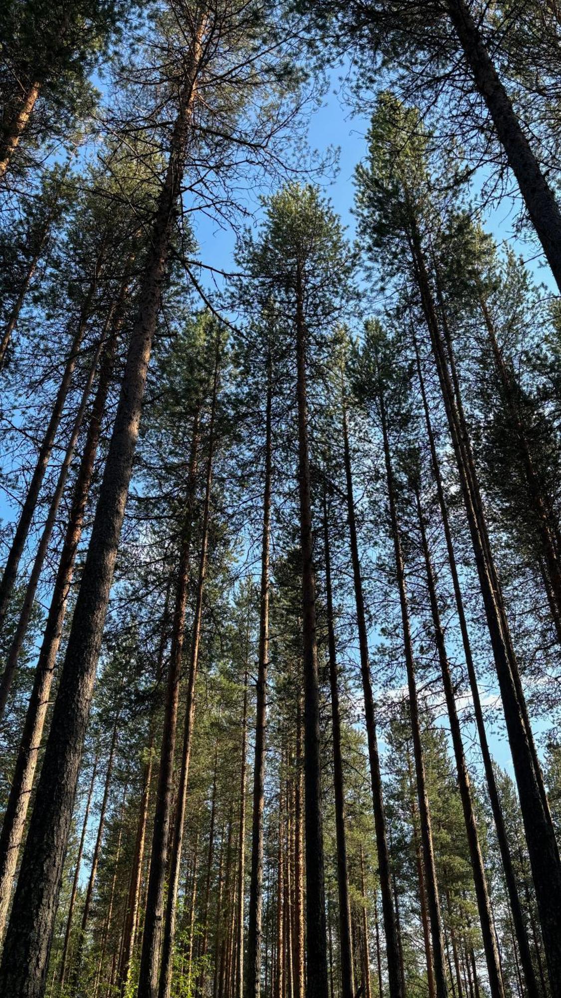 Sky Lodging ~ Sleeping Under The Stars Rovaniemi Exterior foto